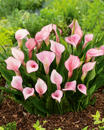 ZANTEDESCHIA (KALA) STRAWBERRY BLUSH - 25 ks
